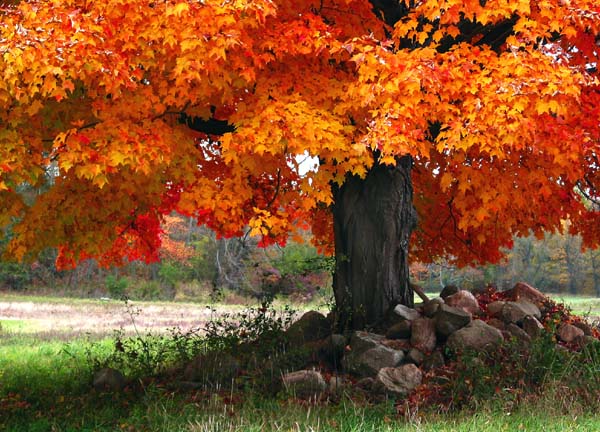 photo "fall colors in sussex county" tags: nature, 