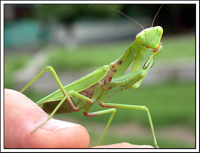 photo "The thinker" tags: macro and close-up, nature, insect