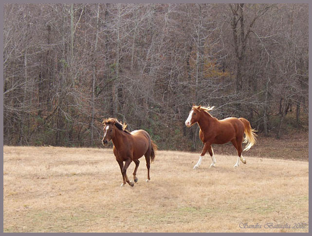 photo "Follow Me! Hurry Up!" tags: nature, humor, pets/farm animals