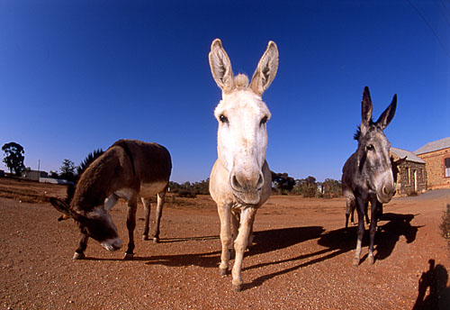 photo "Silverton" tags: travel, Australia