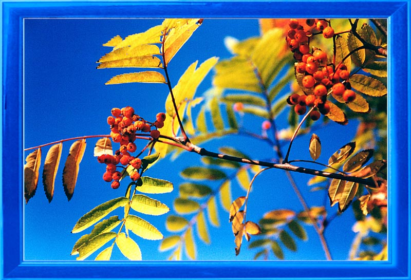 photo "Ashberry the Red" tags: nature, flowers