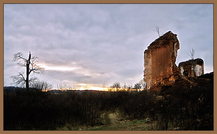 photo "Live of the stones and trees" tags: genre, nature, flowers