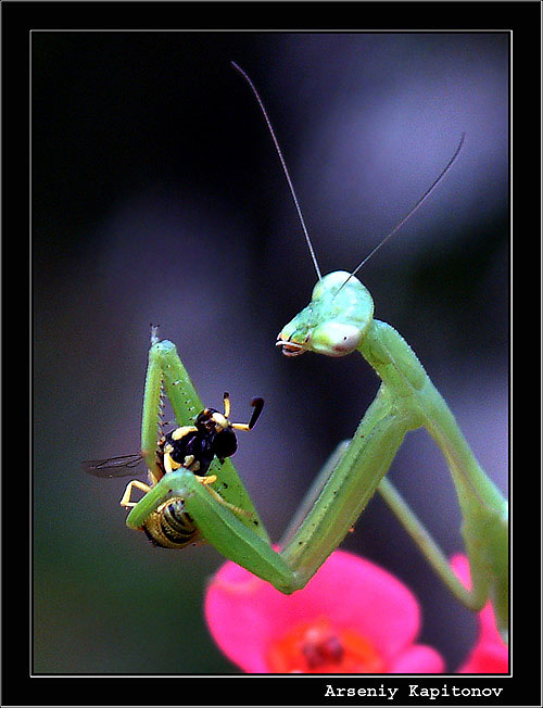 photo "Eating mantis" tags: macro and close-up, nature, insect