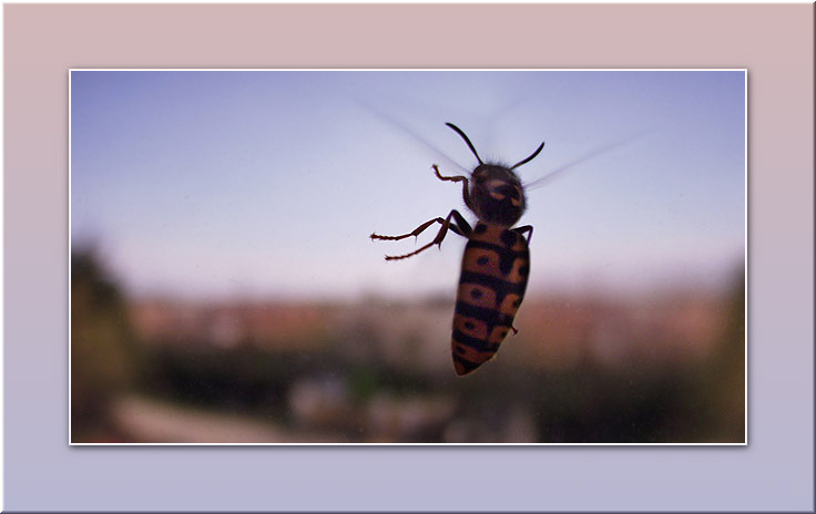 photo "A Flight of the Wasp" tags: macro and close-up, nature, insect