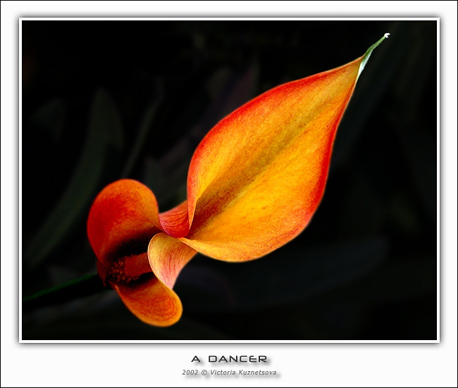 photo "A dancer" tags: macro and close-up, nature, flowers
