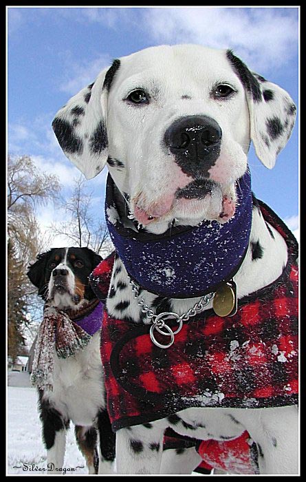 фото "Snow Dogs" метки: природа, юмор, домашние животные