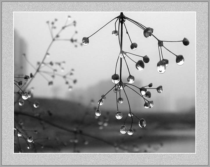 photo "After a rain" tags: still life, nature, flowers