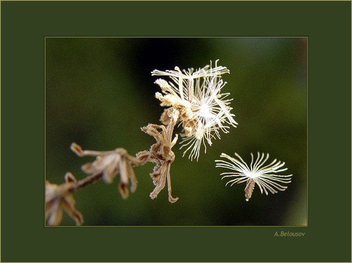 photo "Death for the sake of new life..." tags: macro and close-up, nature, flowers