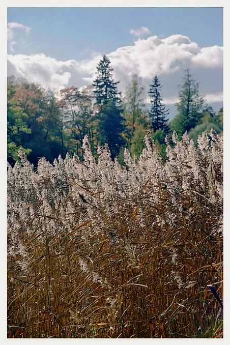 photo "***" tags: landscape, autumn