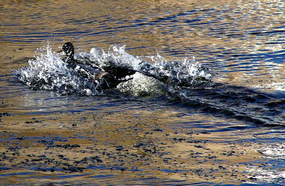 photo "Splash" tags: nature, wild animals