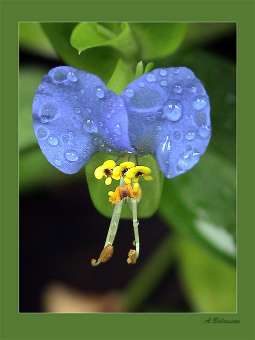 photo "Freshness of summer morning" tags: macro and close-up, nature, flowers