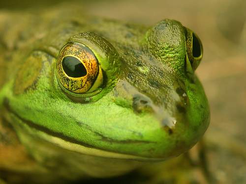 photo "Kiss me" tags: macro and close-up, 