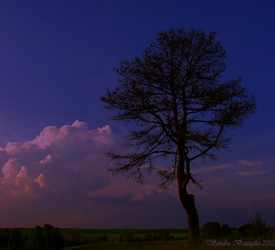 photo "Taller Than All" tags: landscape, clouds, sunset