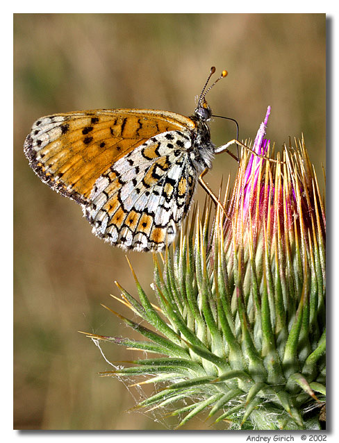 photo "Tasting" tags: nature, macro and close-up, insect