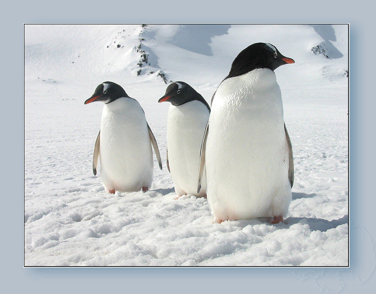 photo "Penguin’s family" tags: nature, landscape, summer, wild animals