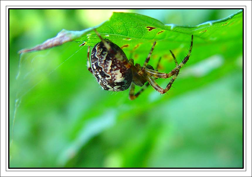 photo "Spiderman" tags: nature, macro and close-up, insect