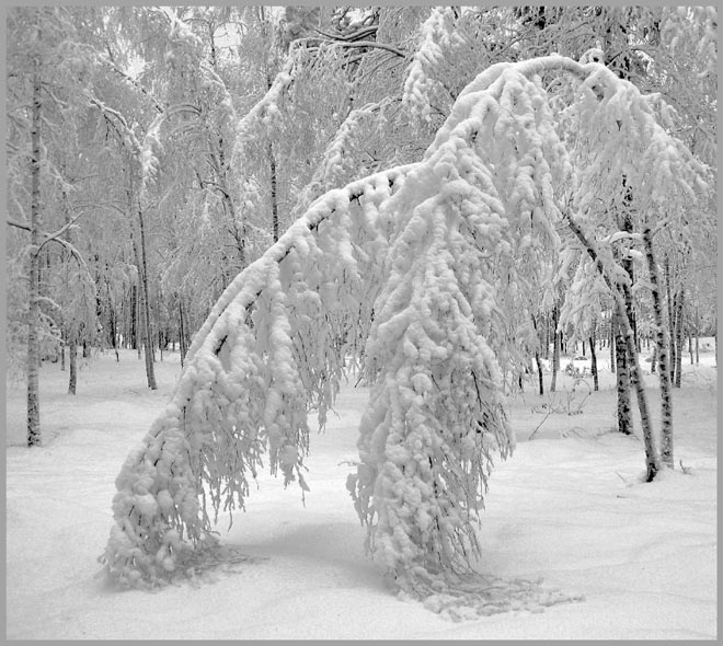 photo "Snow bow" tags: landscape, nature, flowers, winter