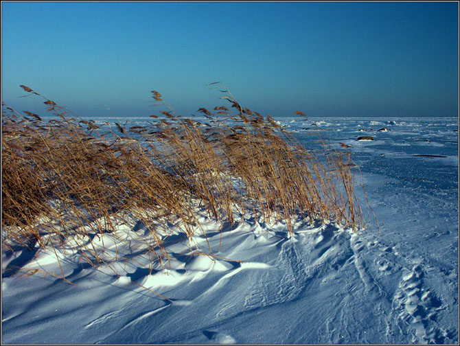 photo "Reed and wind..." tags: landscape, winter