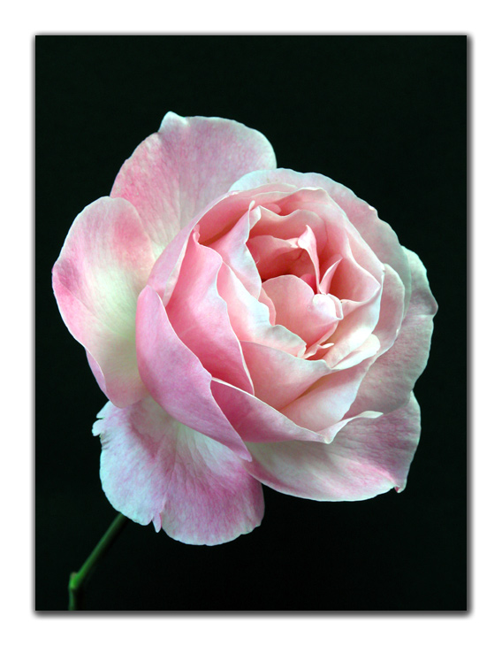 photo "Rose-Rose" tags: misc., 