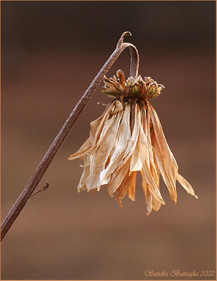 фото "Remains of the Summer #2" метки: природа, разное, цветы