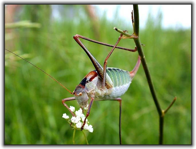 photo "Lady and her flowers" tags: nature, macro and close-up, insect