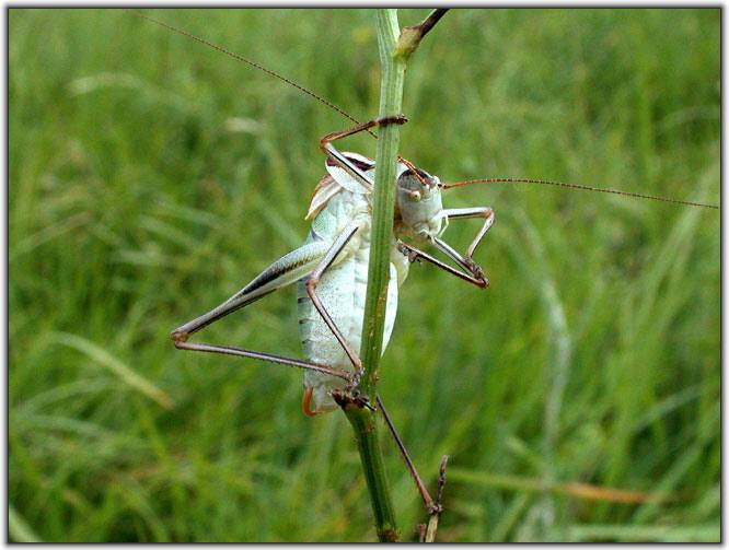 photo "Peeping" tags: nature, macro and close-up, insect