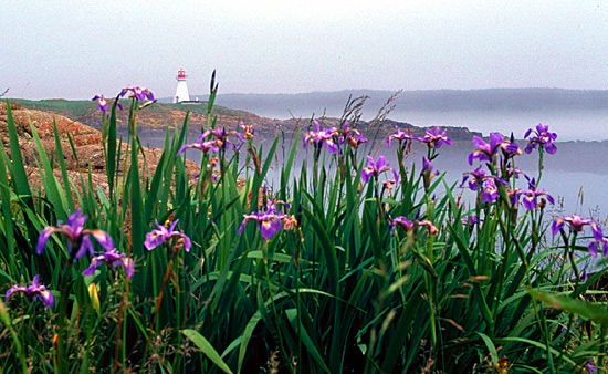 фото "Brier Island, Nova Scotia" метки: пейзаж, лето