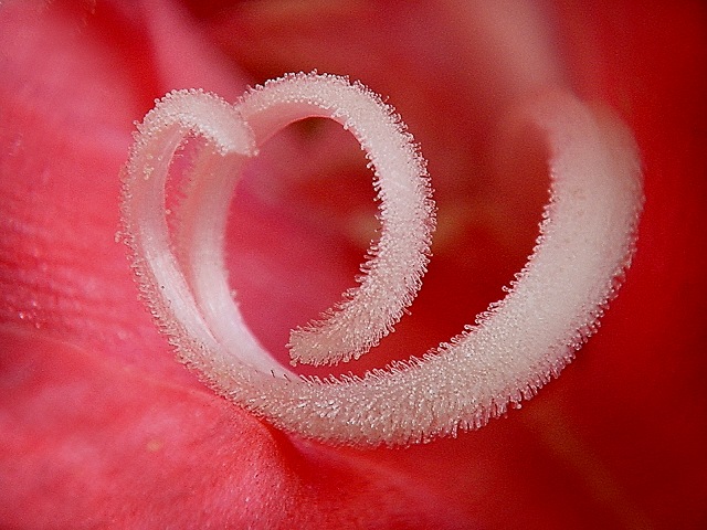 фото "Inside the Carnation" метки: макро и крупный план, природа, цветы