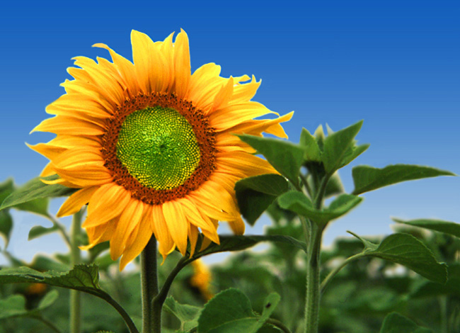 photo "Sunflower" tags: misc., 