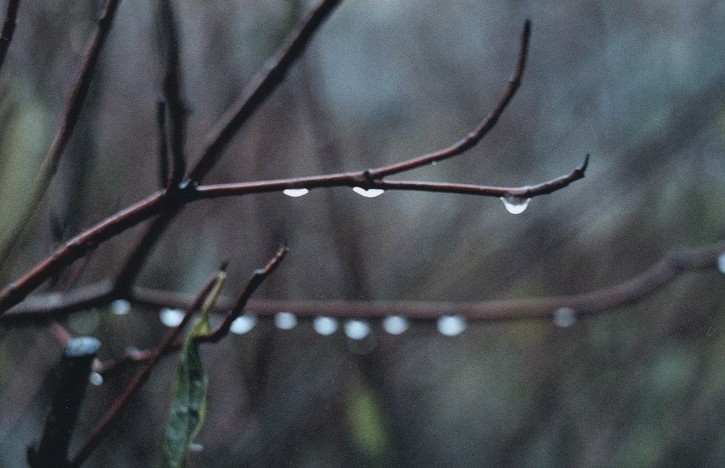 photo "Crying of  nature" tags: nature, misc., flowers