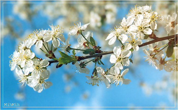 photo "Spring greetings" tags: nature, landscape, flowers, spring