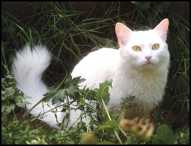 photo "Cat" tags: nature, pets/farm animals