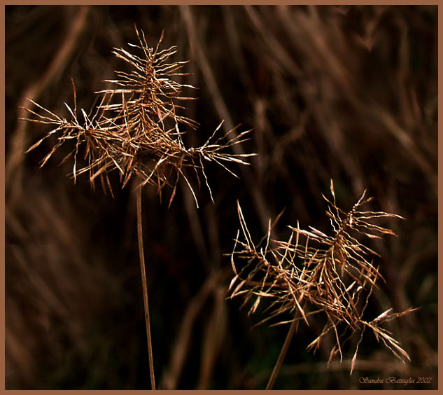 фото "Remains of the Summer #4" метки: природа, цветы