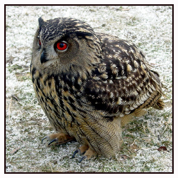 photo "Bubo bubo" tags: portrait, nature, pets/farm animals