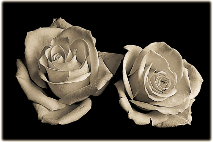 photo "roses" tags: nature, flowers