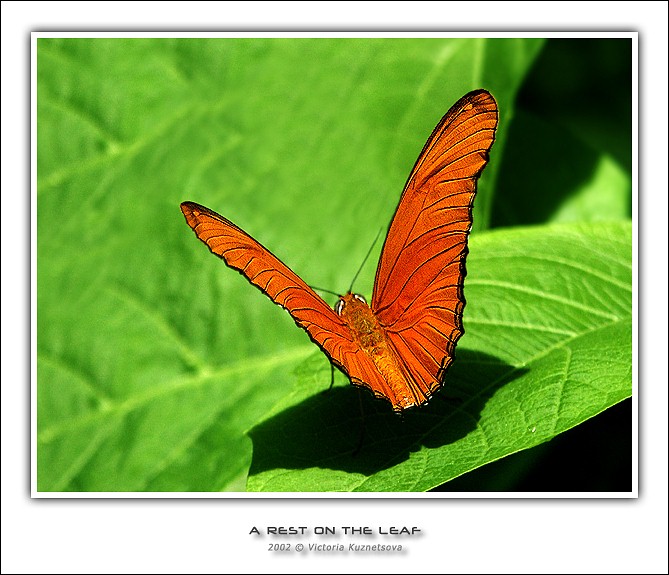 photo "A rest on the leaf" tags: macro and close-up, nature, insect