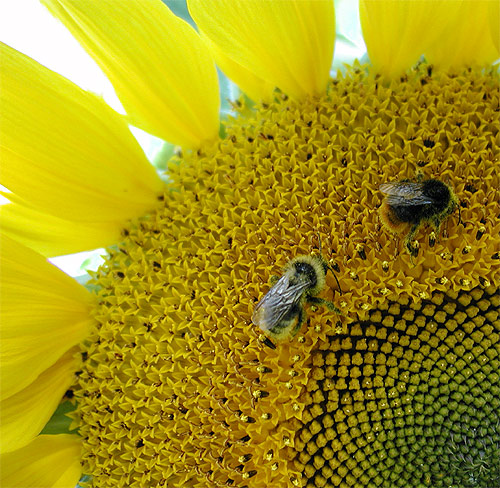 photo "Yellow Sun with Small Spots" tags: nature, flowers, insect