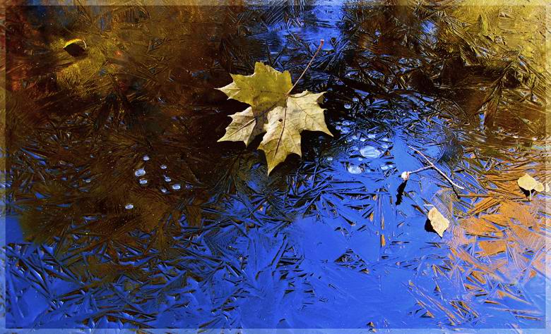 photo "Crystal mirror and maple sheet" tags: landscape, nature, autumn, flowers