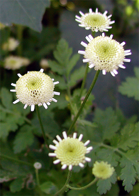 photo "A White on a green" tags: nature, macro and close-up, flowers