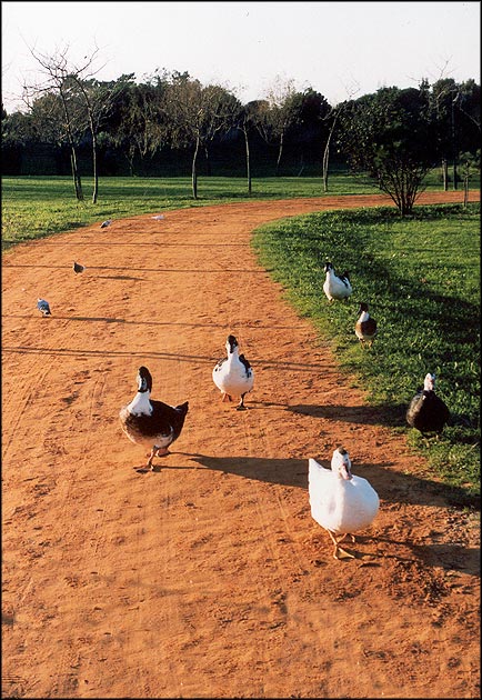 photo "Going home" tags: nature, pets/farm animals