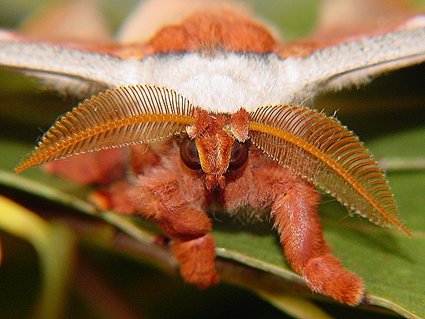 фото "Go ahead, make my day. Emperor gum moth" метки: макро и крупный план, природа, насекомое