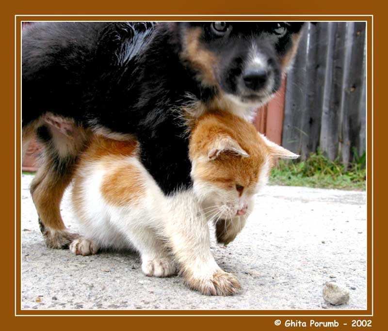 photo "Dog & Cat 2" tags: nature, wild animals