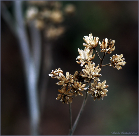 photo "Remains of the Summer #5" tags: nature, misc., flowers