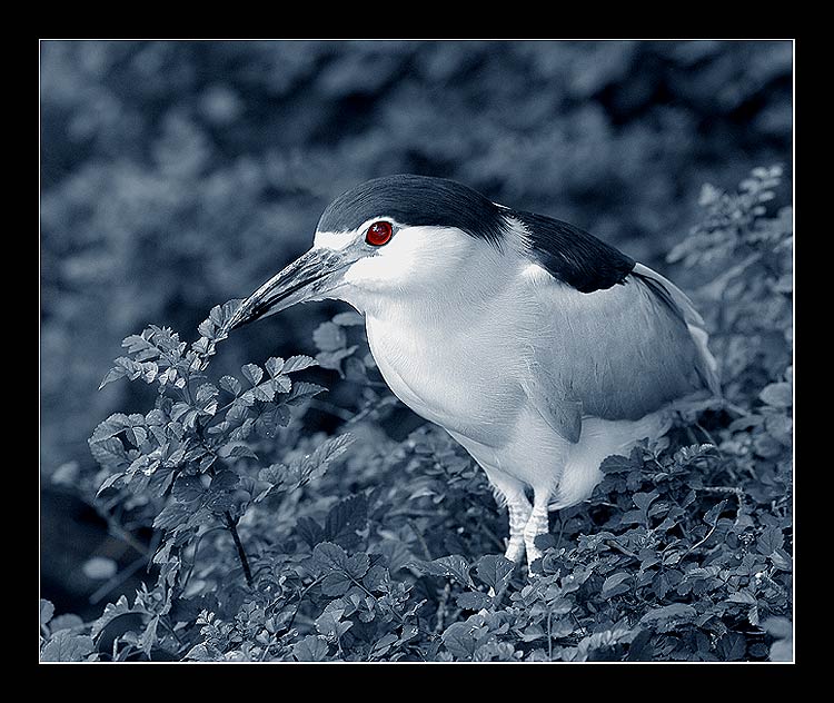 фото "ПТИЧКА..." метки: природа, дикие животные