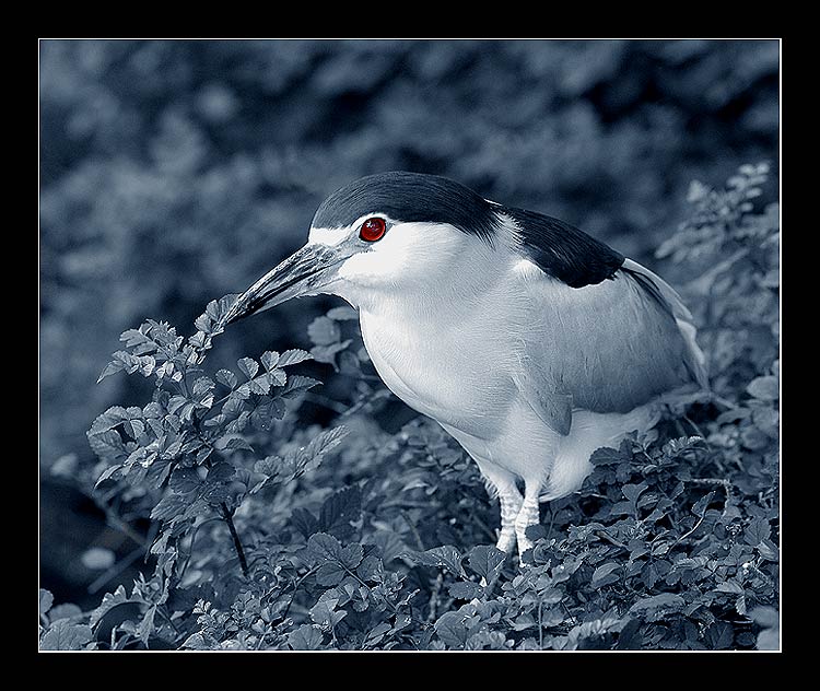 photo "ПТИЧКА..." tags: nature, wild animals