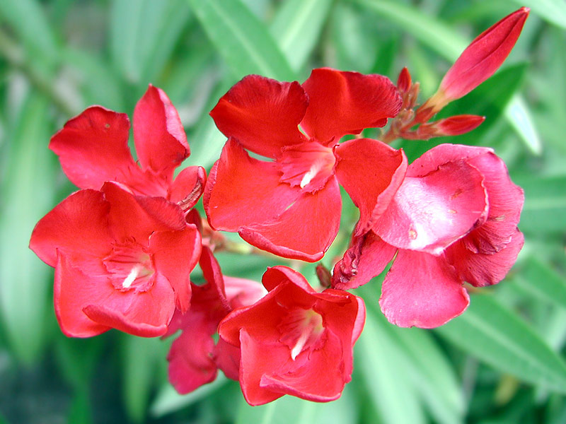 photo "The Love is on the Red" tags: macro and close-up, nature, flowers