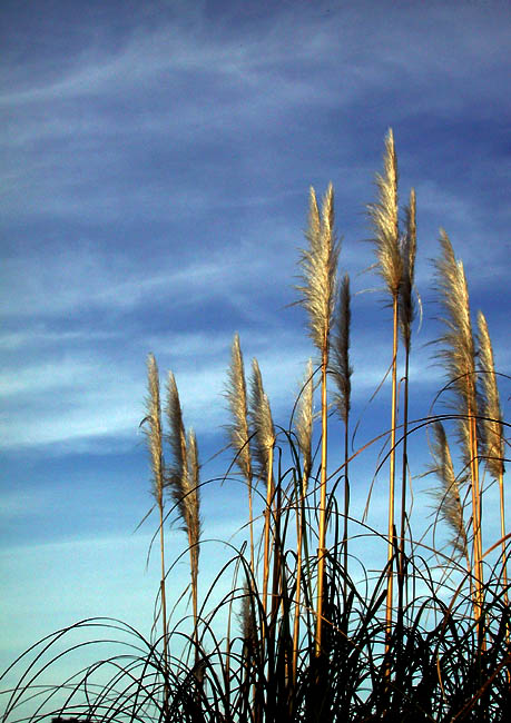 photo "winter" tags: nature, flowers