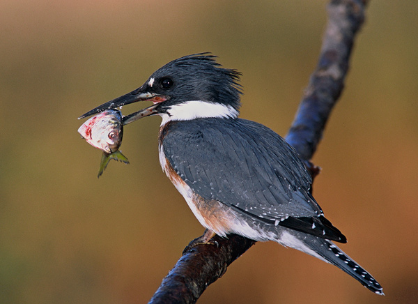 фото "Belted Kingfisher" метки: природа, дикие животные