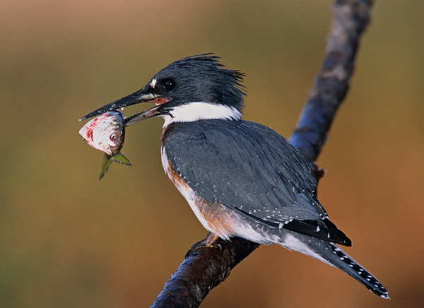 photo "Belted Kingfisher" tags: nature, wild animals