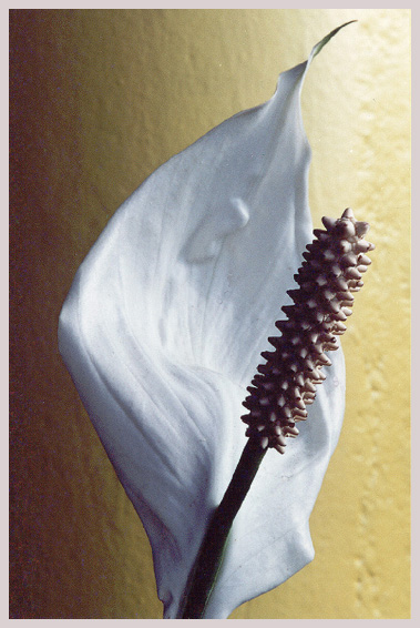 photo "Flower 5" tags: nature, flowers